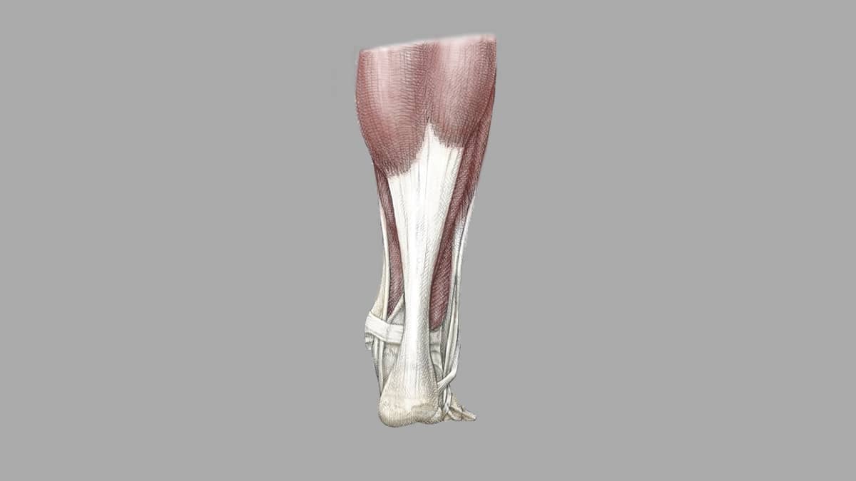 Achilles tendon sale knee